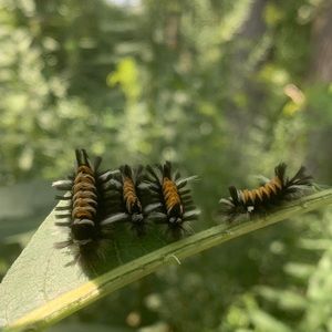 Meet your Posher, Mia